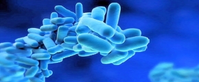 bacteries